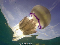 Jellyfish on the sky by Marc Grau 